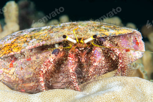 Preview: Hermit crab in the tropics