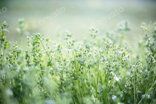 Preview: Nature grass with small buds