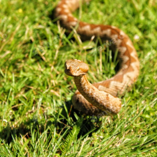 Preview: Close-up shot of a Vipera berus crawling on the grass