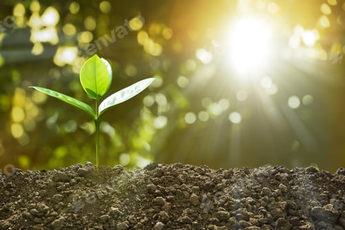 Preview: Young plant