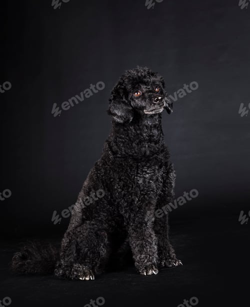 Preview: poodle in studio