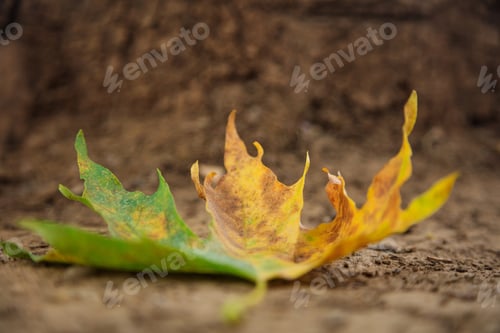 Preview: Maple leaf on the ground