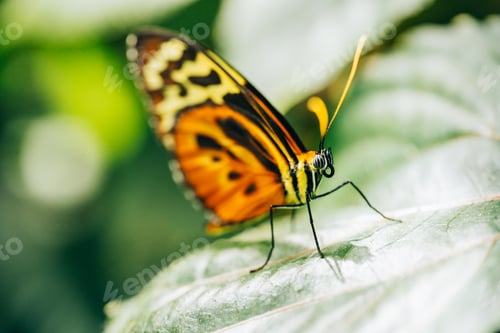 Preview: Butterfly-Heliconius ismenius butterfly on green leaf