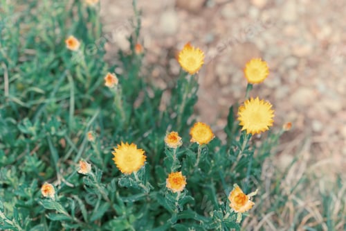 Preview: wild flowers during an hike