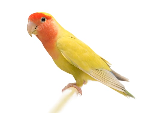 Vista previa: Portrait of Rosy-faced Lovebird, Agapornis roseicollis, also known as the Peach-faced