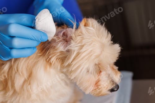 Preview: veterinarian doctor wipes a dog's sore ear, treatment of animal diseases