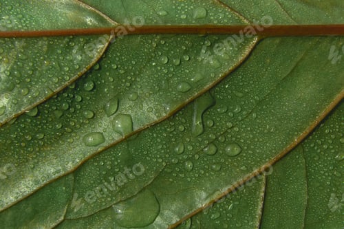 Preview: Green leaf textured background with droplets of water