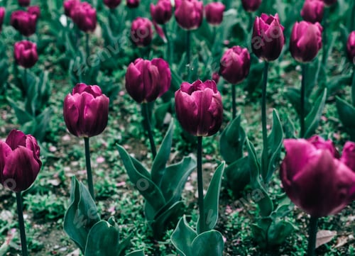 Preview: // 🌷 //