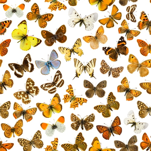 Preview: Butterflies background