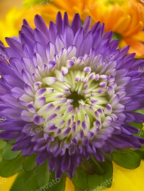 Preview: Purple flower