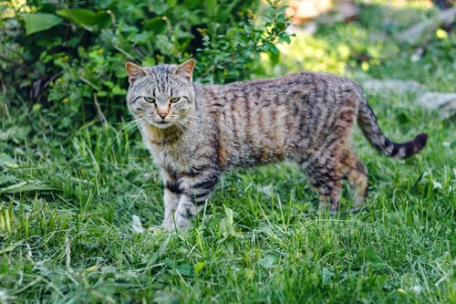 Preview: portrait of a tricolor cat in the green grass.