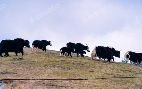 Preview: Yak grazing on Grassland on hill