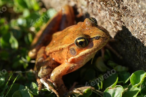 Preview: Closeup on a lightbrown North-American endangered red-legged frog, Rana aurorae