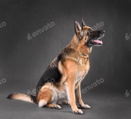 Preview: Studio shot of German Shepherd dog