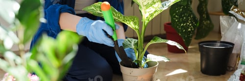 Preview: Close up of a woman planting plants in new pots