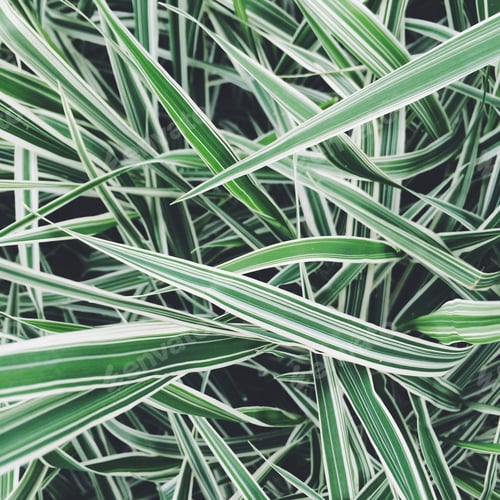 Green and White Variegated Plant Close Up