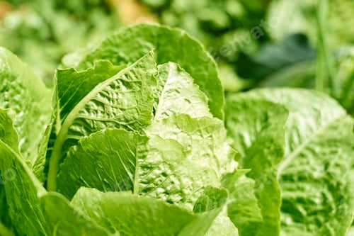 Preview: Nature green background of ripe lettuce.