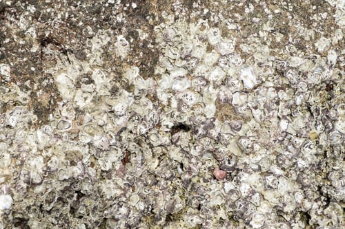 Preview: Close up surface of fossil shells in stone texture at sea