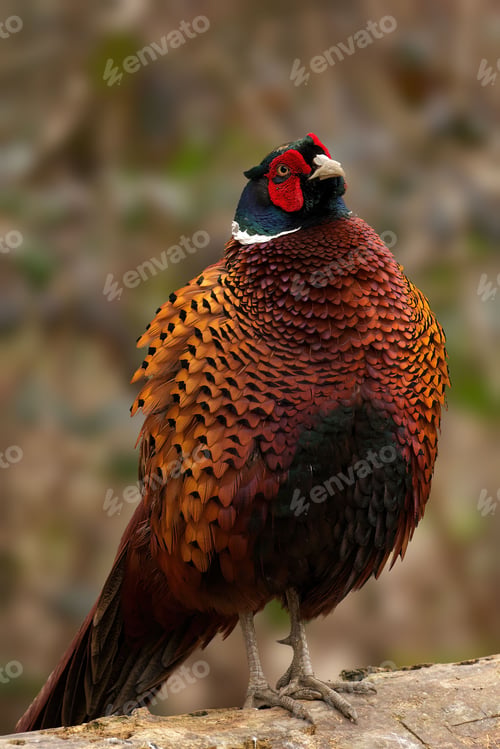 Preview: Pheasant perched on top of an isolated rock in a vast grassy landscape