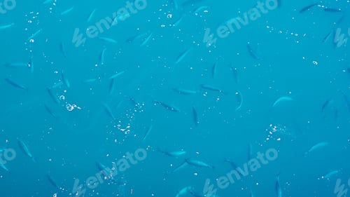 Preview: Fish in water