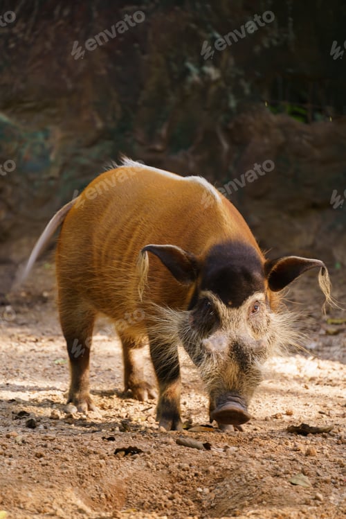 Preview: red river hog