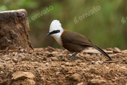 Preview: White crested laughingthrush