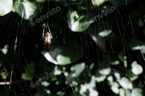 Preview: spider on the web in the garden among the leaves of trees