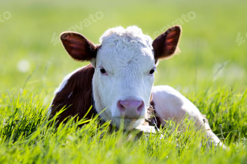Preview: Close-up of white and brown calf looking in camera laying in green field