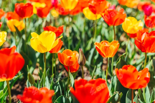 Preview: Tulip. Beautiful bouquet of tulips. colorful tulips.
