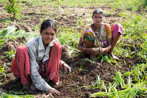 Preview: Indian farmer with family working in onion field, India.