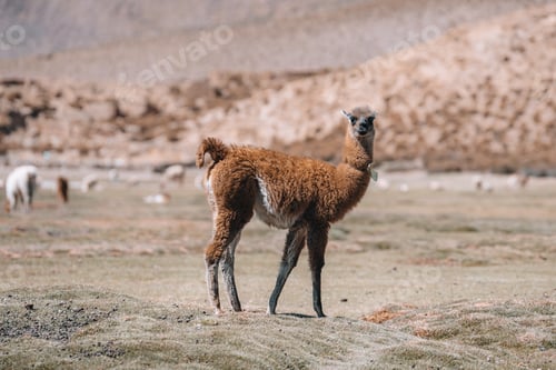 Preview: Photo of Lamas in South America during Salt Flat Uyuni tour