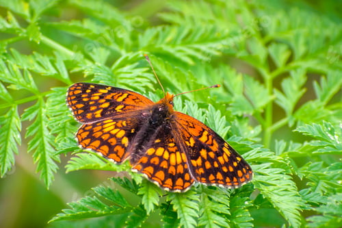 Preview: Northern Checkerspot butterfly