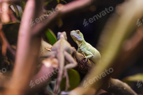 Preview: Lizard Resting on Green Branch Close-up