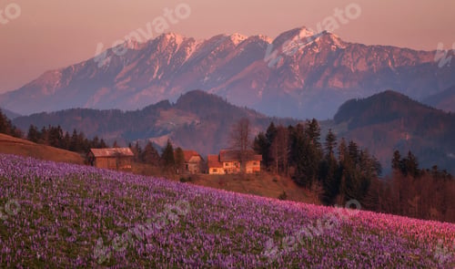 Preview: Saffron field in the early spring in the hills