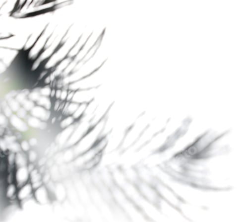 Visualização: Folha de palmeira preta de sombra abstrata em um fundo de parede branco. Espaço de cópia em branco.