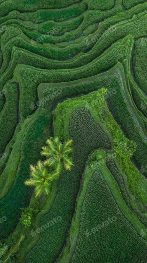 Preview: Aerial view of Tegallalang Bali rice terraces. Abstract geometric shapes of agricultural parcels