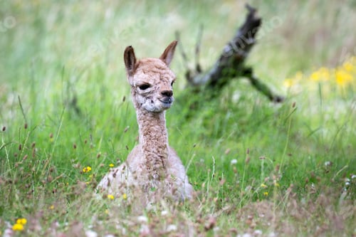 Preview: Alpaca (Vicugna pacos)