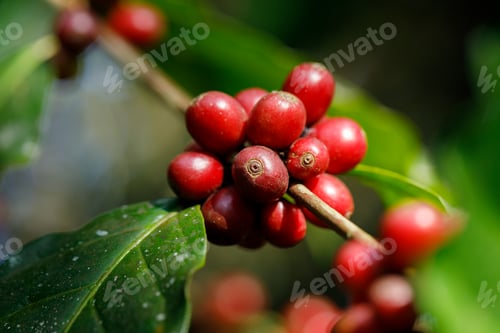 Preview: arabica coffee berries with agriculturist handsRobusta and arabica coffee berries