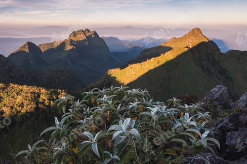 Preview: Green bush with mountain range in wildlife sanctuary at sunset