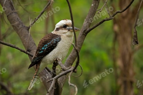 Preview: Beautiful Laughing kookaburra (Dacelo novaeguineae) perched on a barren tree branch