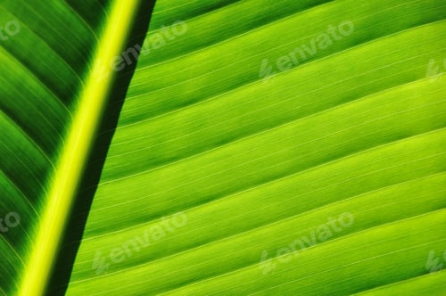 Preview: Palm tree leaf background