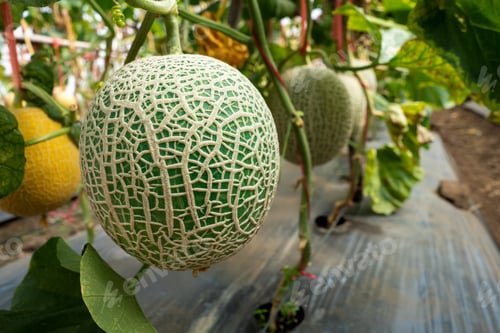 Preview: green orgranic melons fruit or cantaloupe in melons farm plant green house.