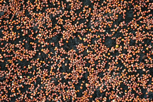 Preview: Sprouting radish seeds. Growing microgreens at home.