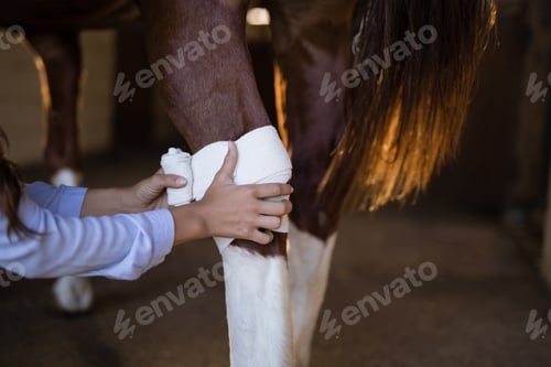 Preview: Cropped hands of female vet bandaging horse leg