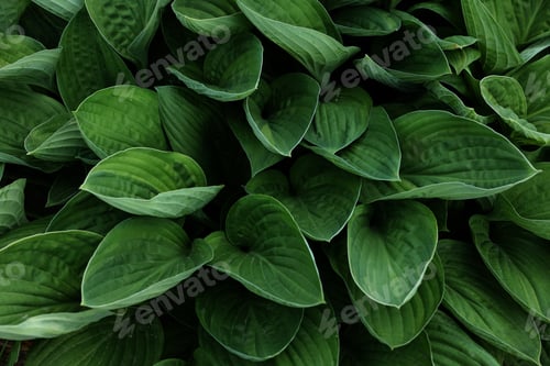 Vista previa: hojas de Spathiphyllum cannifolium, textura verde abstracta, fondo natural, hoja tropical