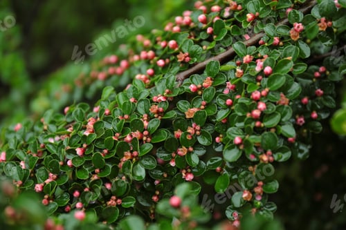 Preview: Beautiful blooming bush with rain drops in garden, closeup view