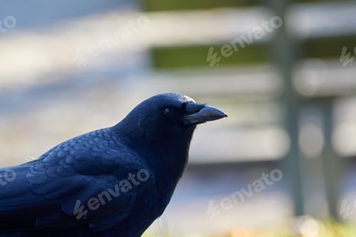 Preview: Profile Crow View Looking to the Right