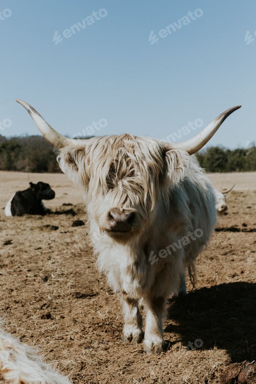 Preview: Highland Cow with Big Horns