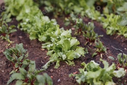 Preview: Lettuce salad field farmland produce