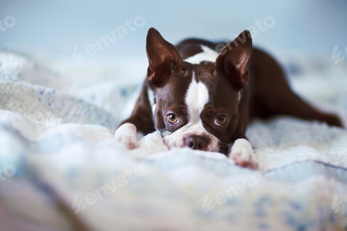 Preview: Portrait of boston terrier lying on bed